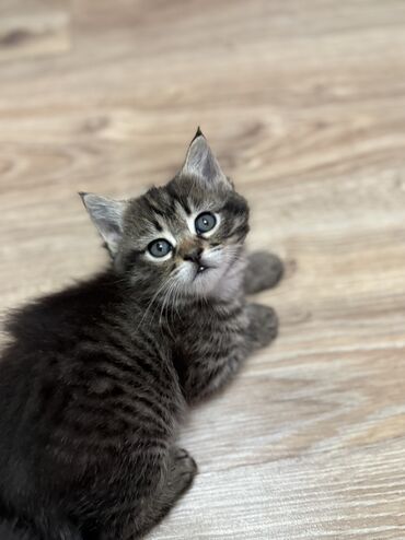 русская голубая кошка котята: Кошка даром: Беспородная, 1 месяц, Девочка, Метис