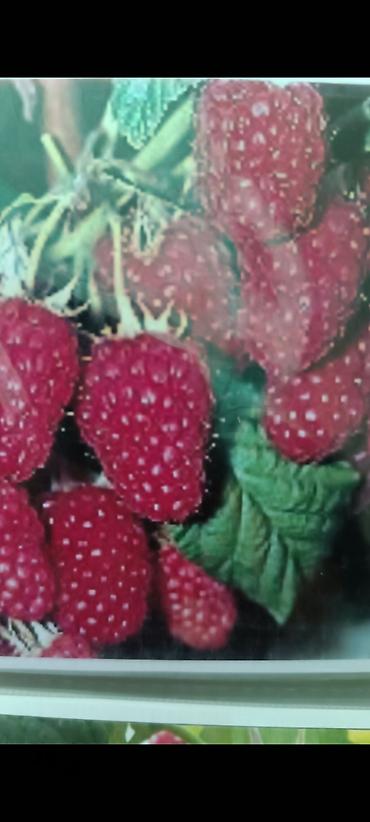 Фрукты и ягоды: Саженцы всех видов — питомник плодово-ягодных культур. Большой — 17