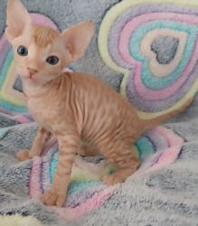 продам домик для кошки: Котёнок донской сфинкса - Порода: донской сфинкс (бесшёрстный) -