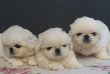 İtlər: Pekines, 2 ay, Dişi, Ünvandan götürmə