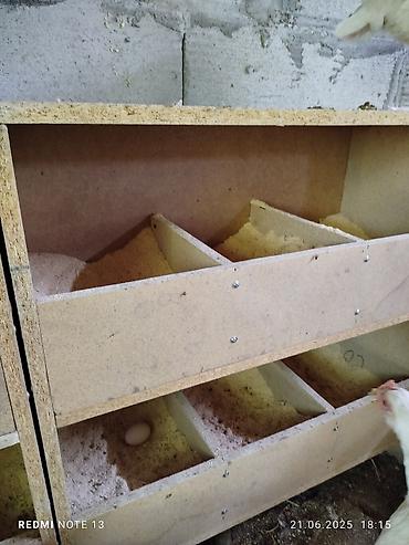 куры: Продаём гнезда для кур

Делаем на заказ
( под ваши размеры) — 2