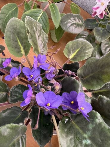 Фиалки и глоксинии: Фиалки (сенполии) комнатные, коллекционные сорта — 3