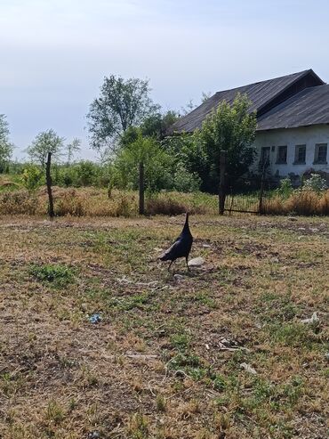 бычки продают: Байланышкыла срочно тушуп берем курук болуп бутту +