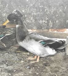 Ördəklər: Salam 1 yaşıl baş kəkilli, 1 sona kəkilli satilir cütü 40 azn 🤌🤌🤌🤌🤌 — 8