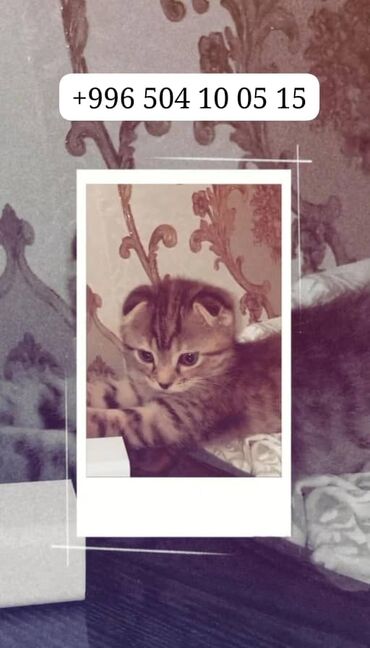 кошка британская шиншилла цена: Скотиш Фолд (Шотландская вислоухая), 2 месяца, Девочка