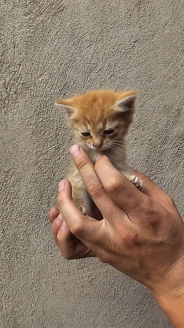 Кошки: Кошка даром: Беспородная, 3 месяца, Девочка, Приучена к лотку — 3