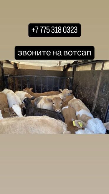 курица халал: Бычки телята телки ангус сементал герефорд ауликоль Гольштейн лимузин