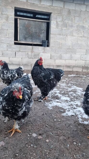 Птицы: Мраморный Кохин — 8