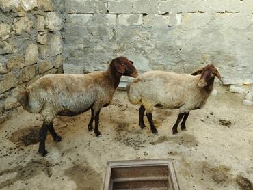 qala sortu qoyunlar: Dişi, Qala, il: 2, Damazlıq