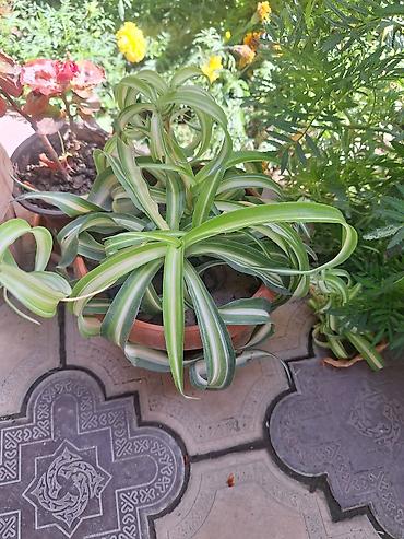 Денежное дерево: Г.Ош продаю цветы по 250 сом — 12