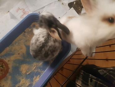 Декоративные кролики: Пуховый декоративный кролик (карликовый тип) пол-обе самцы им по 5 — 3