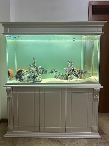 Akvarium-şkaf, Balıqlarla birlikdə, 400 l, Ünvandan götürmə