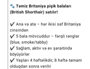 sort pişiklər: Britan, Erkək