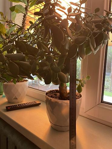 Молочаи: Суккуленты в горшках 1) Денежное дерево (Crassula ovata) - Крупное — 5
