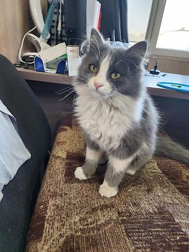 мал доктор: Котята ищут любящий дом 🏡 родились у нас на работе, кушают все и корм — 6