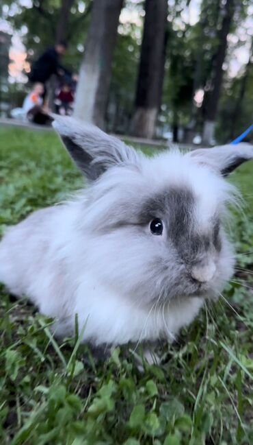 кролики фландр: Продаю декоративного карликового кролика ТОЛЬКО В ХОРОШИЕ РУКИ!