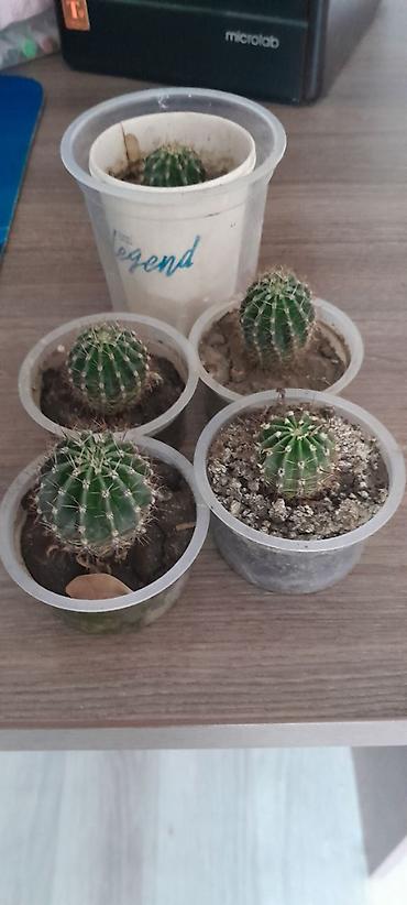 Кактусы: Набор небольших кактусов (больше 6 шт.) в индивидуальных пластиковых — 3