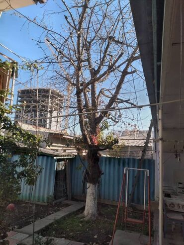 ореховый дерево: Отдам даром на дрова