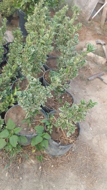 Tinglər: Həmişəyaşıl dekorativ kollar – qablarda - Növ: Euonymus japonicus — 8