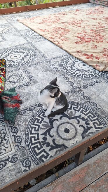 породистые козы: Котята - Окрас: один белый с тёмным пятном на голове, один