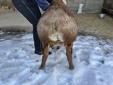 Баран, овца: Продаю | Баран (самец) | Арашан | Для разведения | Племенные, Осеменитель — 5