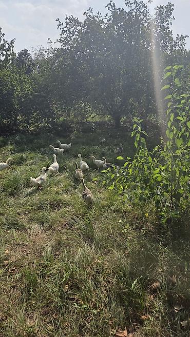 ağ quyruq ağlıca: Təbii şəraitdə bəslənən qaz balaları - Açıq otlaqda sərbəst — 3