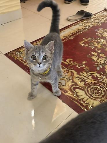 Pişiklər: Şotland yastı qulaq — 3