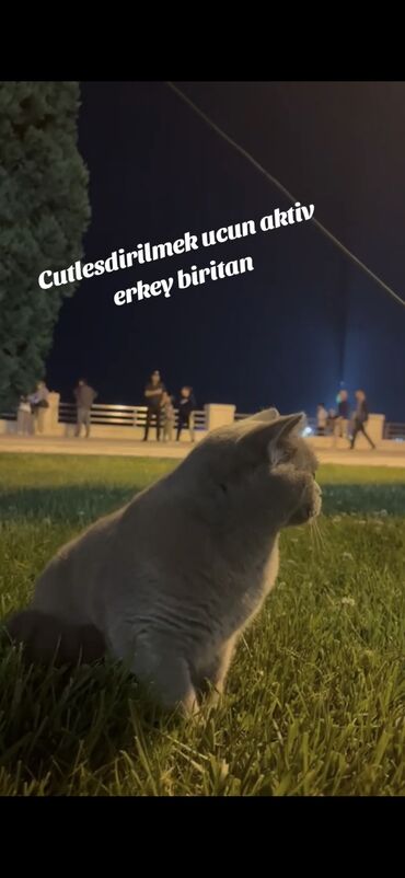 Pişiklər: Şotland, Erkək, Cütləşmə üçün, Ödənişli çatdırılma -da lalafo.az — 9 Pişiklər: Şotland, Erkək, Cütləşmə üçün, Ödənişli çatdırılma — 9