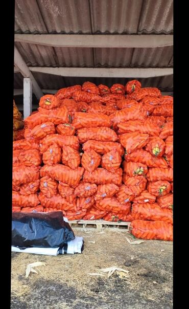 морковка оптом: Прадую кукурузы в початках сорт турецкий и пионер оптом срочна писать