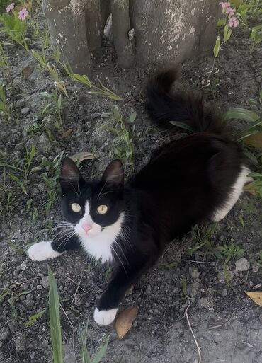 cins inekler: Dişi