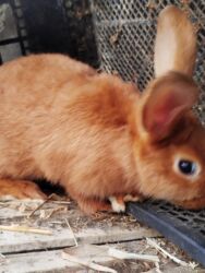 Dovşanlar: Temiz Burgun balalar. var satiwda diwi ve erkey 1 erkey 2 diwi — 2