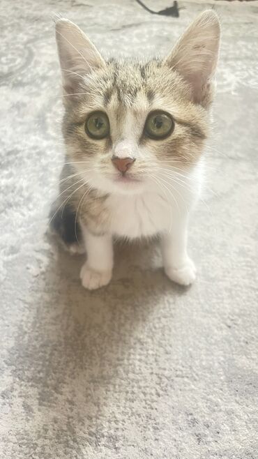 животные в добрые руки: Отдам котенка в хорошие руки. К лотку приучен