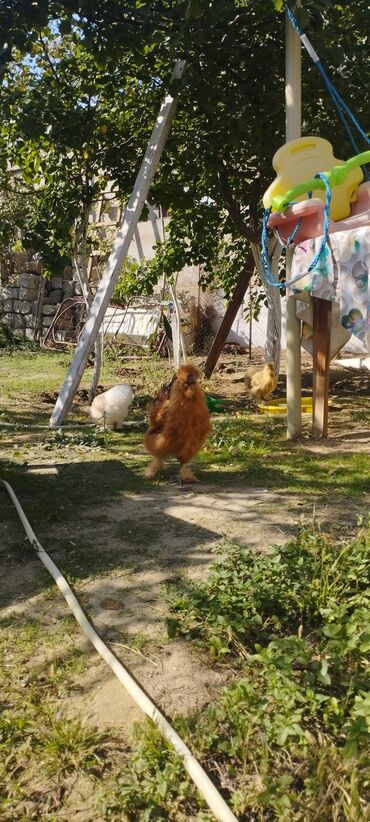 Xoruzlar: PON POn xoruzu satilir tekce — 2