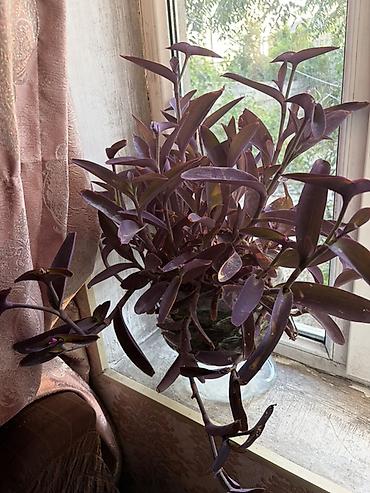 xoruz otu bitkisi: Tradescantia pallida (Purpurea) – bənövşəyi asma ev bitkisi - — 1