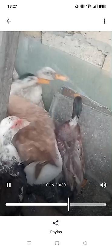 qaz sekli: Qaz,ördek,xoruz satılır.ordekler Lal ve seslidir. tek tek de satılır — 2