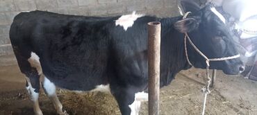 Коровы, быки: Продаю | Тёлка | Ангус, Голштин | Для молока | Искусственник