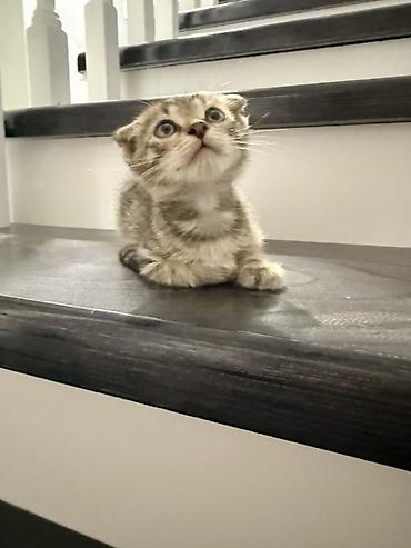 кот сфинкс: Скотиш Фолд (Шотландская вислоухая), 2 месяца, Мальчик, Приучена к лотку, Проглистована — 3