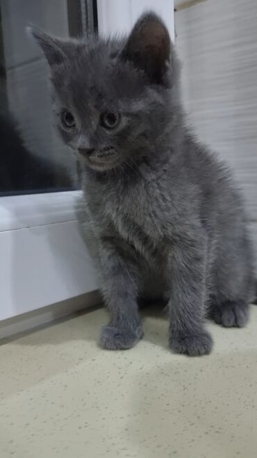 Pişiklər: Şotland, Erkək, Ünvandan götürmə, Ödənişli çatdırılma -da lalafo.az — 5 Pişiklər: Şotland, Erkək, Ünvandan götürmə, Ödənişli çatdırılma — 5