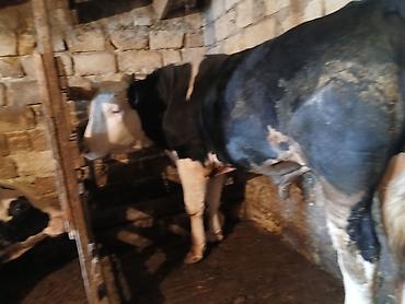 Dana, buzov: Dana, buzov, Erkək, Simental, ay: 1, 220 kq, Ətlik, Ünvandan götürmə -da lalafo.az — 4 Dana, buzov: Dana, buzov, Erkək, Simental, ay: 1, 220 kq, Ətlik, Ünvandan götürmə — 4