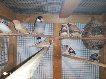 Amadinlər: Amadinlər Satış zebravıy sadə amadinlər benqal amadini risovka risoviy — 5