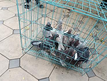 куйко куш: Продаю таклу и двух бакинцев, один 400 сом пара 800 сом летают,играют — 2