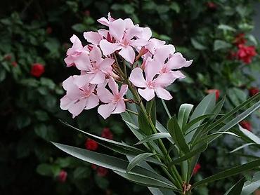 suni agac: Oleandr dekorativ həmişəyaşıl kollar. Oleandr (Nerium oleander) – — 2