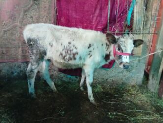 хомяк домашний купить: Сатам | Кунаажын, Музоо | Алатоолук