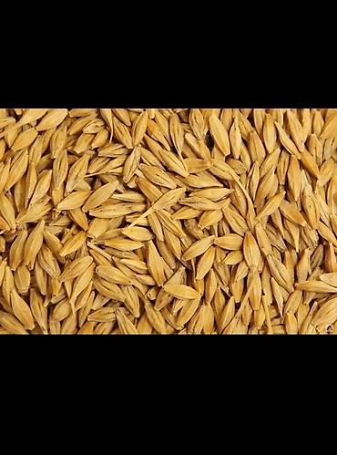 бодоно бишкек: Продам🌾ячмень в любых количествах! — 2