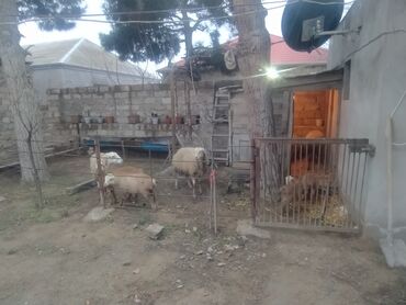 Qoyunlar, qoçlar: Satış: Qoyun və quzular Təsvir: - Ev şəraitində saxlanılan — 8