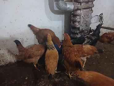yumurtaliq toyuq satisi: Toyuq, Yumurtalıq — 4