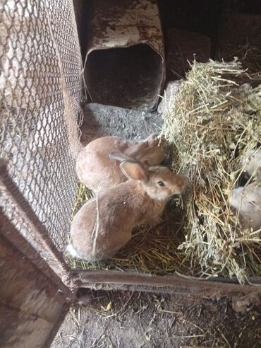 Dovşanlar: SALAM 14 DƏNƏDİ OPTOM ALANA ENDİRİM Erkeklerni kesen 3kq Biri 12den — 4