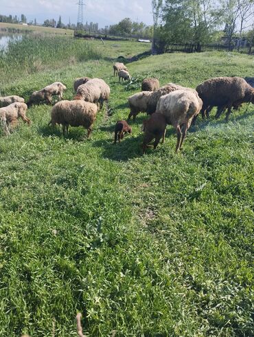 Бараны, овцы: Продаю | Овца (самка), Ягненок, Баран (самец) | Арашан | Для разведения | Матка, Ярка