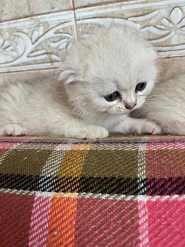 Pişiklər: Şinşilla, Erkək, Dişi — 12