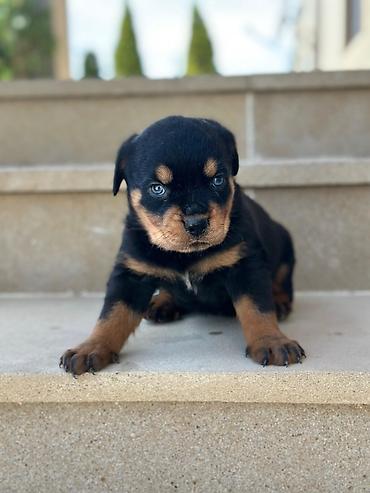 rottweiler satilir: Rotveyler, 2 ay, Dişi — 5